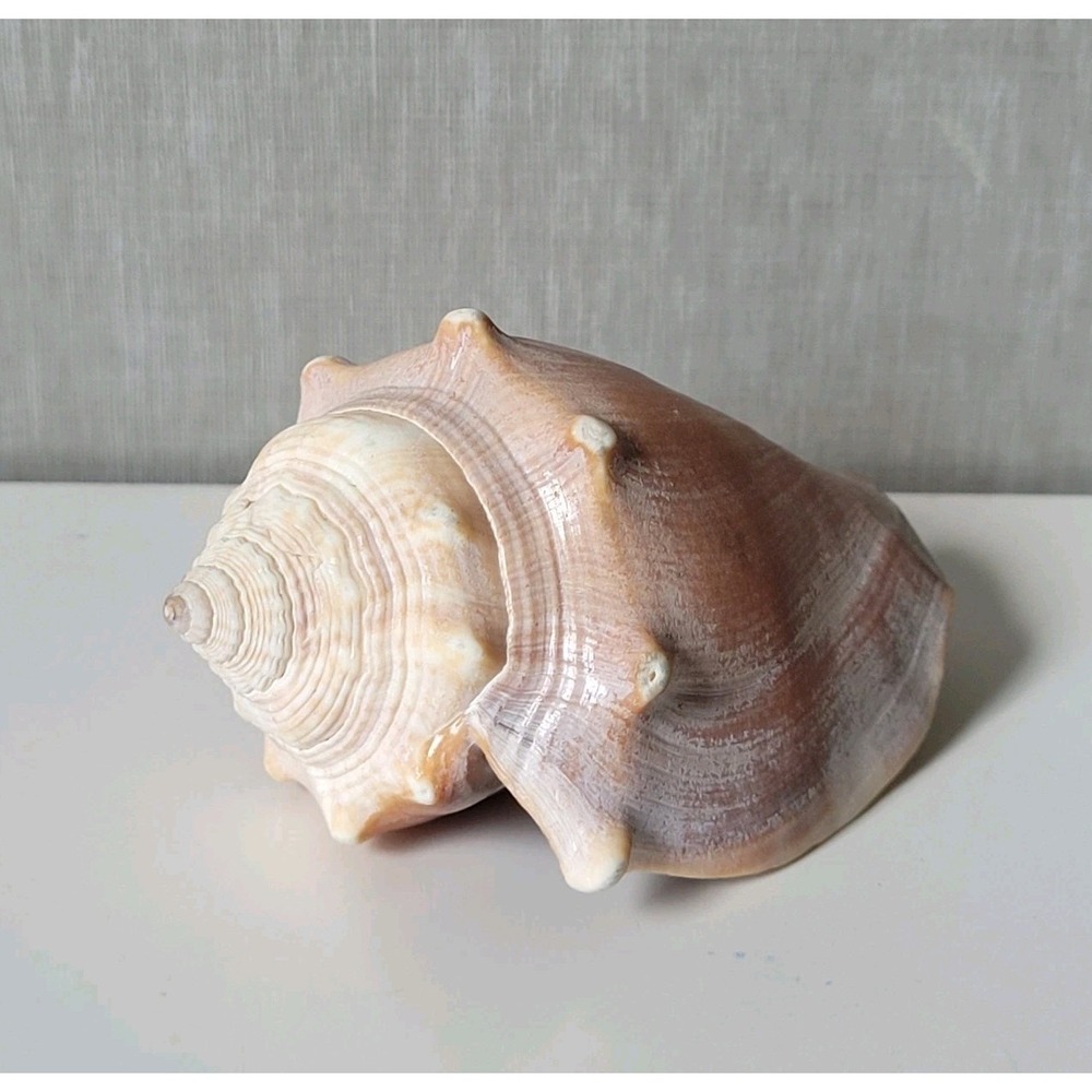 Vintage 4" Knobbed Whelk Sea Shell – Natural Pink Peach Coastal Decor Specimen